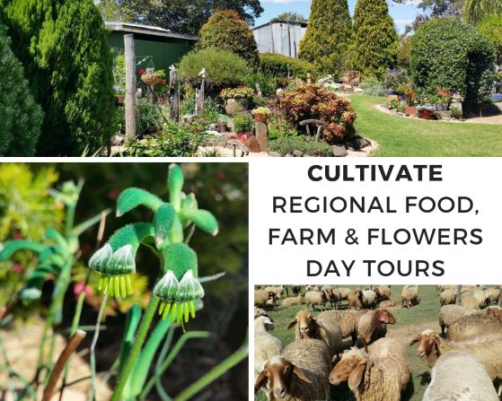 2019 CULTIVATE TOURS SM